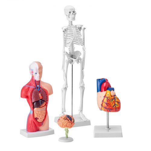 Human Anatomy Models Bundle Set Brain Human Torso Body Heart Skeleton