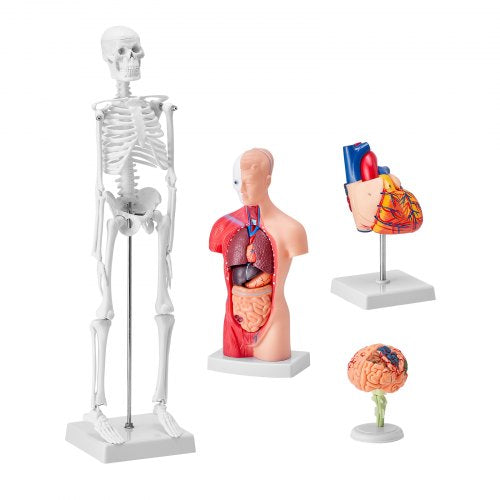 Human Anatomy Models Bundle Set Brain Human Torso Body Heart Skeleton
