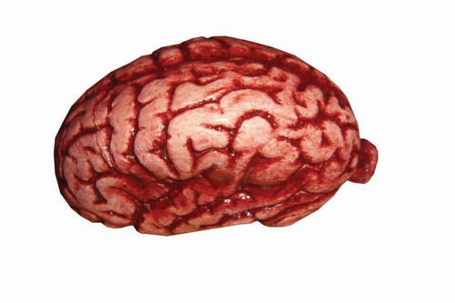Realistic Brain Prop Halloween Decoration