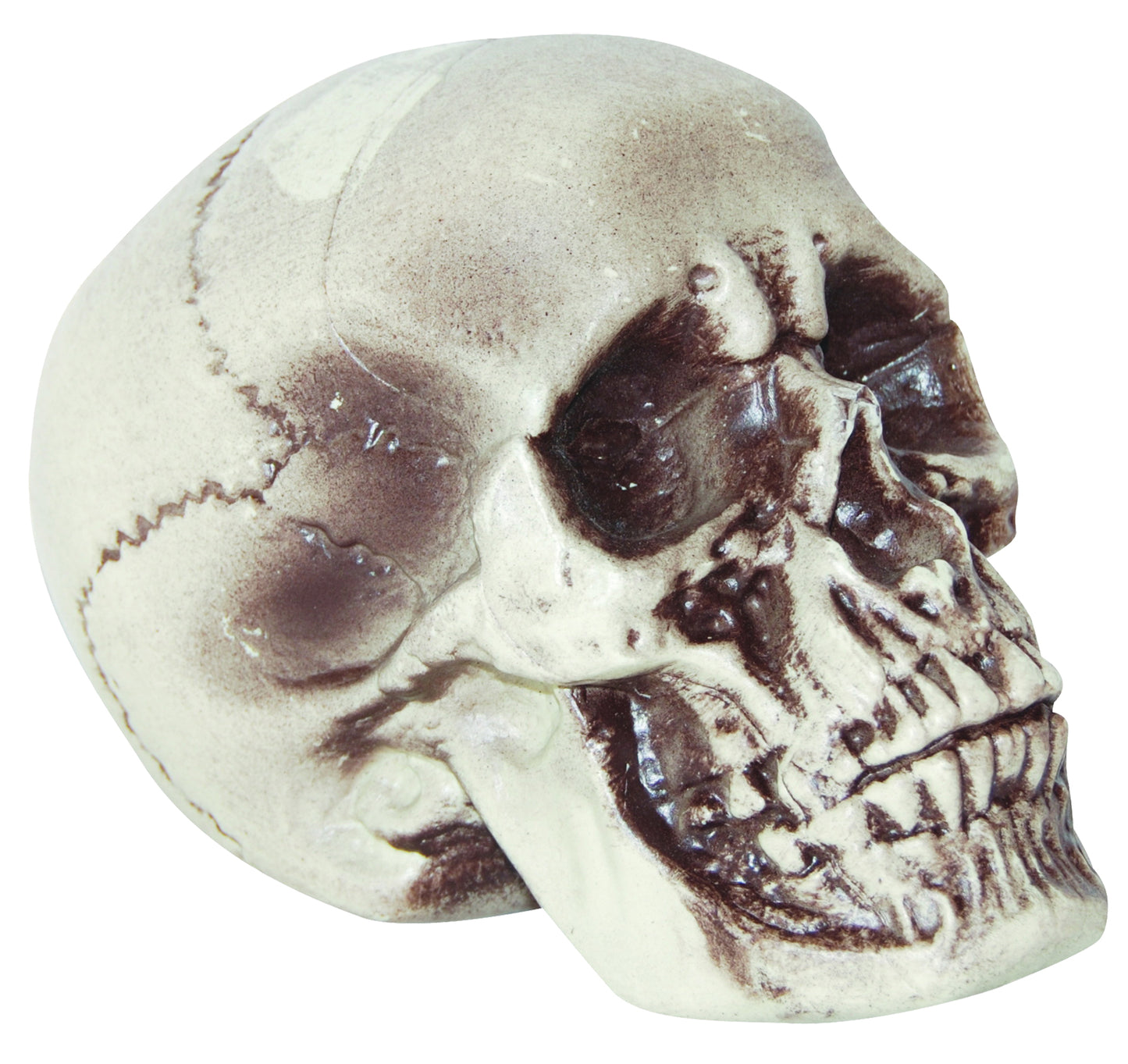 Realistic Skull Decoration | Halloween Decoration