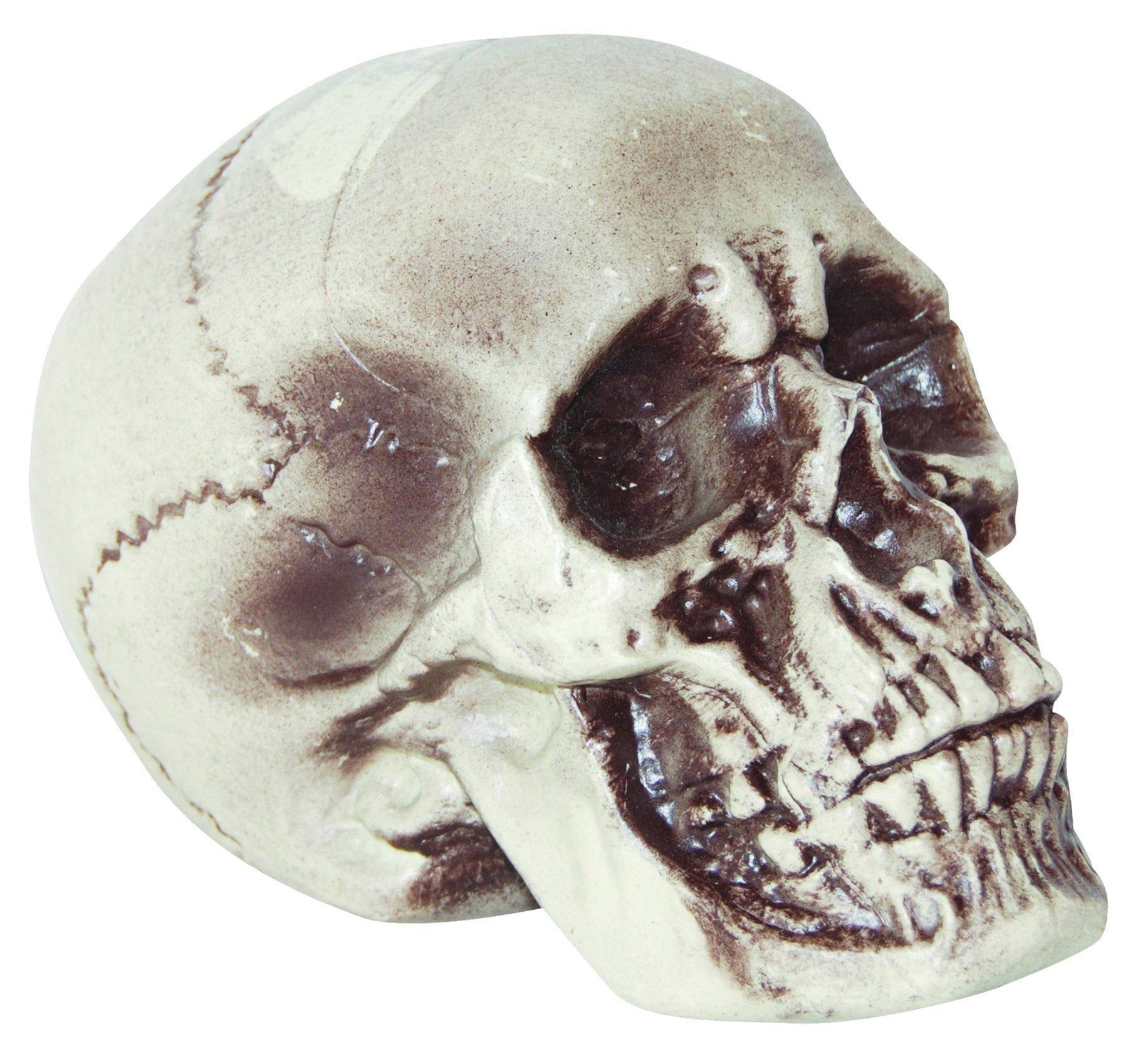 Realistic Skull Decoration | Halloween Decoration