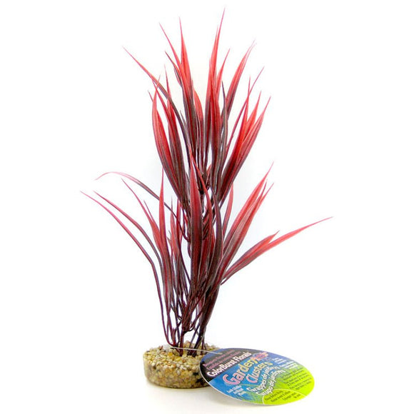 Blue Ribbon Sword Plant with Gravel Base Red
