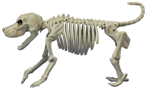 Beagle Bonez Dog Skeleton Halloween Decoration