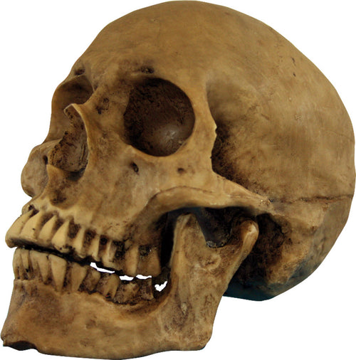 Small Skull Resin Cranium Halloween Decoration